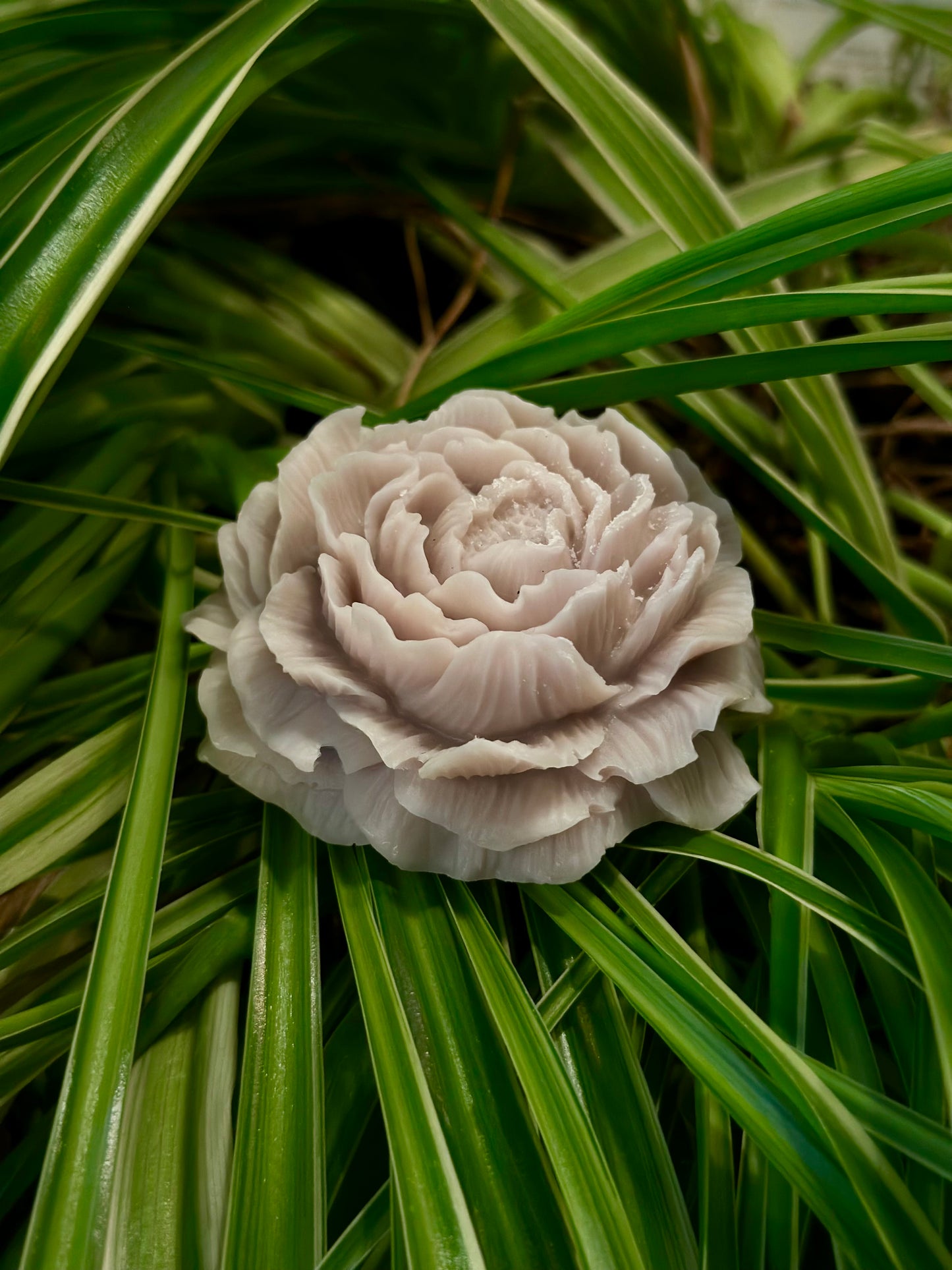 POETIC PETAL